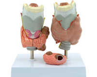 Modelo Patológico de Tiroides, Sistema Endocrino Humano, Anatomía Médica