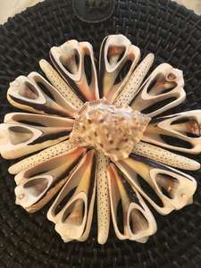 Sac rond en rotin noir avec coquilles naturelles, fabriqué au Vietnam, livraison gratuite - Product Image 6