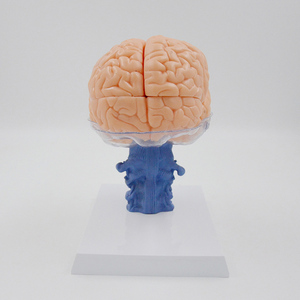 Разборная анатомическая модель мозга человека в натуральную величину (15 частей) для обучения: нервная структура и органы - Product Image 4