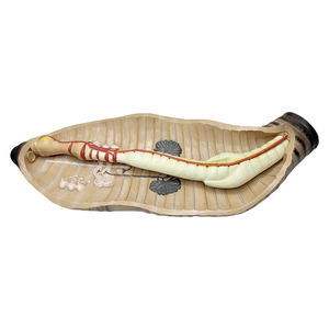 प्रीमियम केंचुआ विच्छेदन मॉडल; बहुत बड़े आकार-केंचुआ 63 cm लंबी और 23 cm विस्तृत/जैविक मॉडल - Product Image 2