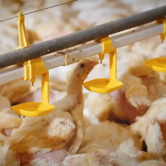 Système d'équipement d'alimentation de ferme de poulet de volaille automatique suspendu buveur d'eau avec des tasses de boisson et des mamelons