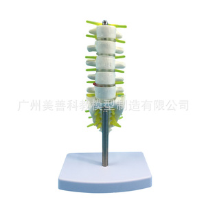 Un petit modèle de colonne vertébrale lombaire et coccyxienne composé de cinq vertèbres lombaires avec disques intervertébraux - Product Image 3