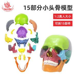 Seis tipos de modelos de cráneos humanos naturales disponibles para escultura artística oral, cirugía plástica y enseñanza médica. - Product Image 4