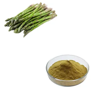 Polvere di asparagi essiccati HONGDA polvere di asparagi