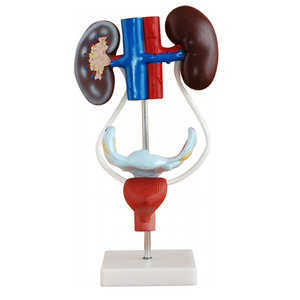 Modello biologico ausili didattici Vagina femminile anatomica modello di sistema urogenitale femminile - Product Image 1