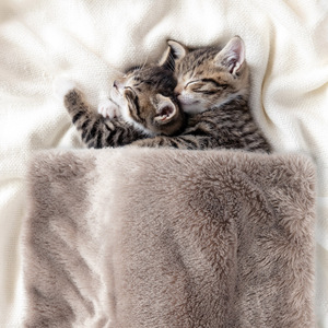 <span class=keywords><strong>Shag</strong></span> <span class=keywords><strong>Dog</strong></span> & Cat Throw Blanket 22*30 ''Manta de felpa de doble capa para mascotas Manta multiusos de piel sintética para mascotas - Product Image 1