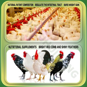 Meat <strong>Chicken</strong> Increase More Weight Poultry Booster Premix Vitamin <strong>Chicken</strong> <strong>Feed</strong> of Broiler Premix Additives - Product Image 4