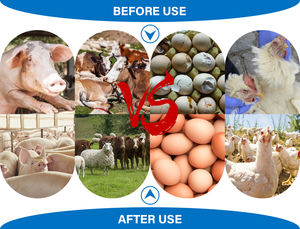 Poudre <span class=keywords><strong>de</strong></span> refroidissement par la chaleur <span class=keywords><strong>pour</strong></span> animaux Utilisation <span class=keywords><strong>de</strong></span> volaille Additif alimentaire Booster d'œufs <span class=keywords><strong>pour</strong></span> pondeuses additif alimentaire <span class=keywords><strong>pour</strong></span> poulet alimentation des vaches - Product Image 4