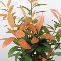 7290 Yongyue extérieur artificiel 80cm arbres bonsaï à feuilles persistantes avec 12*12cm Pot de fleur vert/automne couleurs disponibles