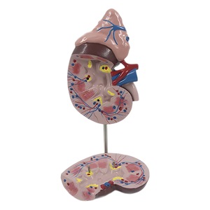Modelo anatómico del sistema urogenital masculino, modelo del sistema urinario, modelo anatómico del sistema urinario humano - Product Image 2