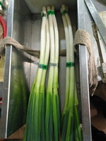 Nouvelle récolte d'oignon Welson frais chinois oignon vert frais oignon de printemps frais