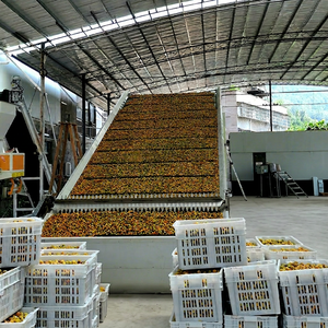 Séchoir à bande maillée haute efficacité pour fruits et prunes, machine de séchage à bande maillée pour prunes vertes - Product Image 1