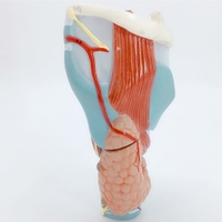 Modèle d'anatomie laryngée Élargissement 2x Modèle d'anatomie laryngée humaine Modèle de thyroïde laryngée de gorge