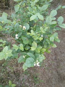 Vente chaude 2025 FLEURS DE JASMINE FRAÎCHES et parfumées Boutons entiers Vapeur Couleur blanche naturelle Thé aux herbes Extraction Vente en gros Exportation - Product Image 6