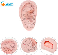 Modèle d'oreille de 17 cm pour l'apprentissage de l'acupuncture et de la réflexologie, matériel de laboratoire pour la pratique médicale CE/ISO