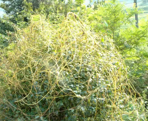 Semente solúvel em água do produto comestível <span class=keywords><strong>natural</strong></span> puro do produto comestível do extrato 10:1 do <span class=keywords><strong>Cuscuta</strong></span> <span class=keywords><strong>Chinensis</strong></span> - Product Image 4