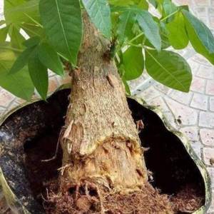 Biocontrol para plantas Dieases Fertilizante Rico en nutrientes Promueve el crecimiento de enraizamiento Gránulo Aminoácido húmico - Product Image 6