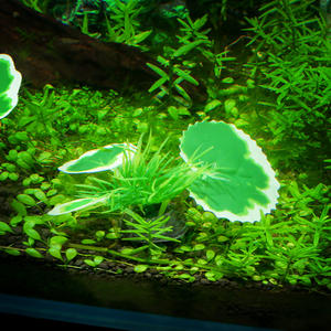 Nouvelle arrivée transfrontalière en plastique 4cm petite taille aquatique à bordure verte à feuilles blanches plantes aquatiques Aquarium décoration de réservoir de poissons - Product Image 2