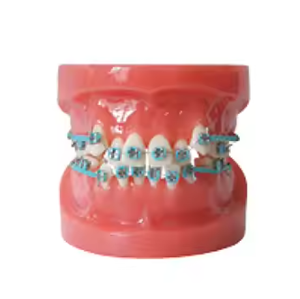 Modello Didattico per Igiene Orale Gelsonlab HSBM-447, Modello per Pulizia dei Denti, Grande Modello Dentale con 32 Denti - Product Image 5