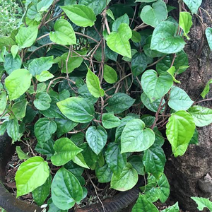 Hojas de Betel Frescas de Granja, Hojas Verdes Naturales Enteras para Prácticas Culinarias Tradicionales, Aplicaciones Herbales y Uso Diario en el Hogar - Product Image 5