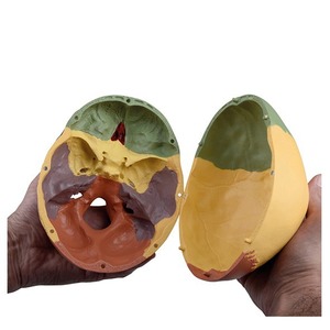 Modèle de crâne humain pour simulation médicale adulte 1:1, anatomie du crâne codée numériquement, spécimen de crâne - Product Image 2
