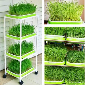 Extra Strength 4-Layer PP Nursery Trays Lids Healthy Wheatgrass <strong>Seeds</strong> Grower <strong>Storage</strong> for Home Office Garden <strong>Seed</strong> Planting - Product Image 5