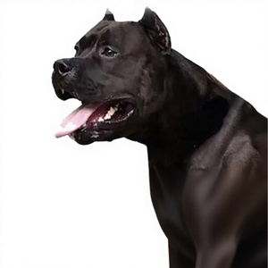 Harnais à Chaîne Métallique à Libération Rapide Orné de Bijoux pour Chiens Berger Allemands avec une Largeur de 20 mm et de Grandes Chaînes DGS - Product Image 1