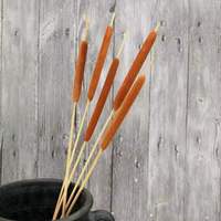 Fleur de Cattail Préservée 60cm Décoration Maison Saint-Valentin Fête des Mères Halloween Pâques Remise de Diplôme Nouvel An Yunnan Chine