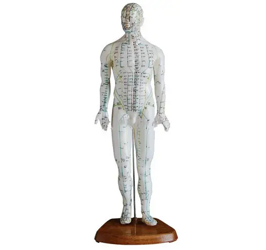 伝統的な中国医学の病院用の新しい人間の鍼治療モデル (男性) (50cm)