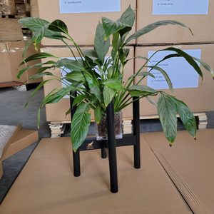 <b>Plant</b> Stand For Indoor Outdoor Use Solid Wood <b>Rectangle</b> Durable <b>Potted</b> <b>Plant</b> Holder Floor Standing With Customizable Color And - Product Image 1
