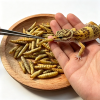 Nourriture pour poissons riche en protéines, nourriture pour oiseaux, collation pour animaux de compagnie, larves de mouches soldat noires séchées, immunité renforcée pour les animaux de compagnie, BSLF séché