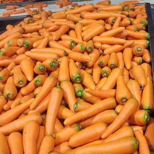 Zanahorias frescas orgánicas con dulzura natural y procesamiento limpio listas para exportar - Product Image 2