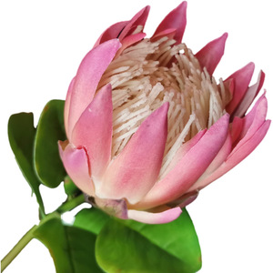 <span class=keywords><strong>Fleur</strong></span> artificielle <span class=keywords><strong>de</strong></span> protée royale <span class=keywords><strong>de</strong></span> haute qualité, toucher réel, <span class=keywords><strong>en</strong></span> soie, longue durée, pour la maison, les mariages, la fête des mères, la table - Product Image 5