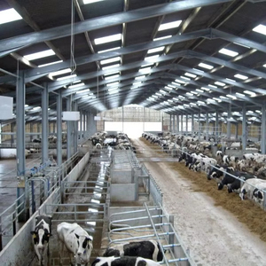 Cobertizo para vacas con estructura de acero de diseño moderno, cobertizo para granja de ganado de bajo costo, edificio personalizado para ganado - Product Image 1