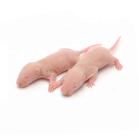 Souris entières lyophilisées pour reptiles/serpents, nourriture pour animaux de compagnie, haute teneur en protéines, alimentation naturelle à base de proies entières, complément carnivore