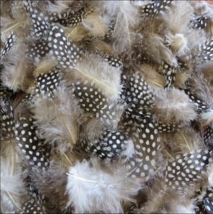 Venta al por mayor 3-5 "Natural Strung <span class=keywords><strong>Guinea</strong></span> Fowl Spotted Feathers Fly Tying Feathers para decoración Party Feather - Product Image 5