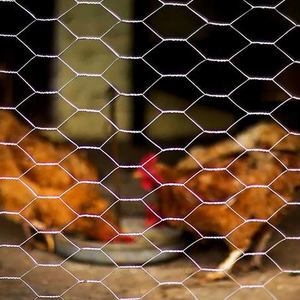 Low Carbon Hexagonal Chicken <b>Wire</b> <b>Mesh</b> Roll for Breeding & Fencing - Product Image 2