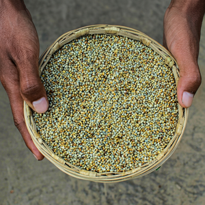 grano de bajra natural para exportación - Product Image 1