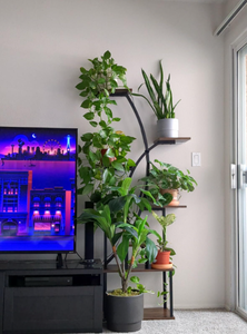 <span class=keywords><strong>Support</strong></span> <span class=keywords><strong>de</strong></span> Plantes Stable en Fer Multi-Niveaux Écologique avec Revêtement Poudré Style Nordique Moderne pour Lumières <span class=keywords><strong>de</strong></span> Croissance Intérieur/Extérieur Jardin Domestique - Product Image 6