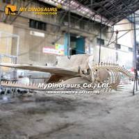 Esqueleto de cachalote colgante My Dino para exposición