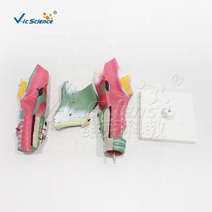 Modello di Amplificazione Laringea, Modello Anatomico del Corpo Umano per Insegnamento Medico e Dimostrazione Clinica - Product Image 3