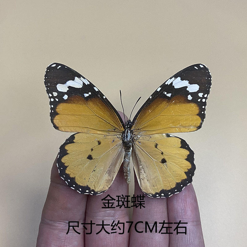 Tache dorée papillon-étalée