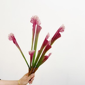 Nouveaux Arrivages Bouteille Artificielle Herbe Pichet <span class=keywords><strong>Plante</strong></span> <span class=keywords><strong>Venus</strong></span> Flytrap <span class=keywords><strong>Fleur</strong></span> Artificielle pour Mariage Noël Halloween Floral - Product Image 3