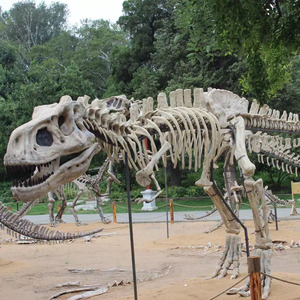 Museum Custom Levendige Tentoonstelling Levensgrote 3d Dinosaurus Skelet Voor Verkoop - Product Image 6