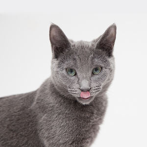 OEM ODM Chine Fournisseur de nourriture et de friandises pour animaux de compagnie Vente en gros Usine de fabrication Facile à digérer Sans céréales Nourriture sèche pour chatons (glace fraîche) - Product Image 6