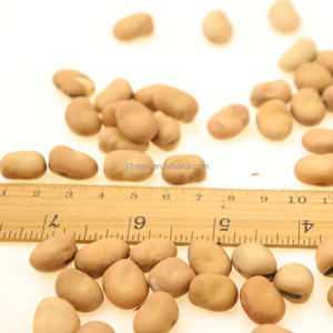 A granel sin cáscara y sin cáscara Orgánica Faba <span class=keywords><strong>Fava</strong></span> Frijoles secos - Product Image 5