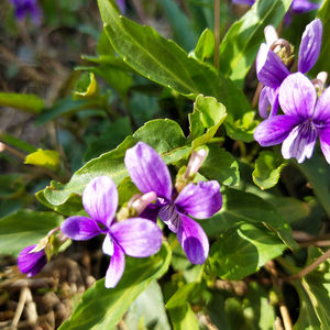 Оптовая продажа, сушеные сырые растения Виола yedoensis, натуральный Виола, Виола yedoensis, не экстракт для продажи - Product Image 3