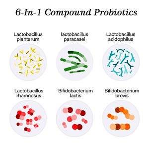 AMULYN Poudre de probiotiques lyophilisés Lactobacillus Acidophilus - Product Image 6
