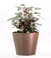 Vente en gros Home Garden PlanterLarge Petits pots de fleurs colorés Décoration extérieure Planter Pots
