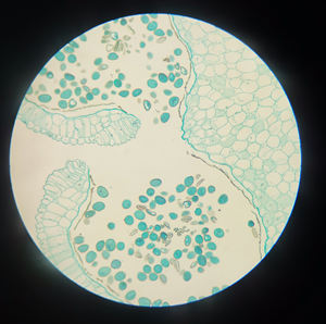 Gelsonlab สไลด์แก้วเตรียมทางชีววิทยา HSSL-019สไลด์สไลด์แก้วสำหรับการเรียนการสอนทั้งละอองเรณูสำหรับโรงเรียนแพทย์ - Product Image 1
